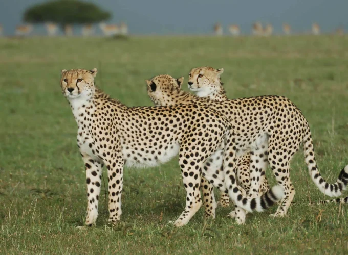 8 Days Safari Chui Kenya
