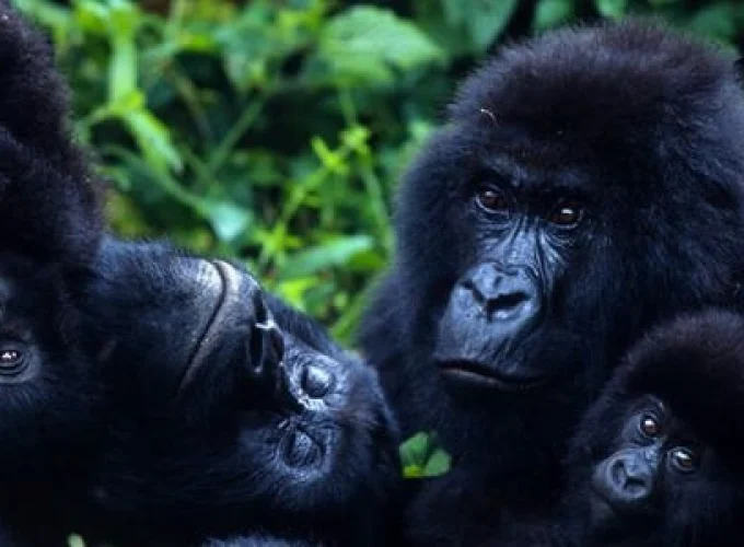 Bwindi Impenetrable Forest