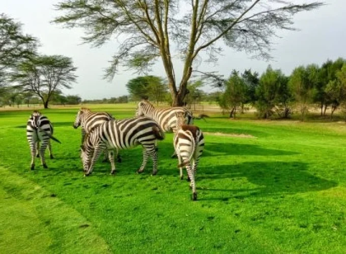 Safari Shompole (7 Days)