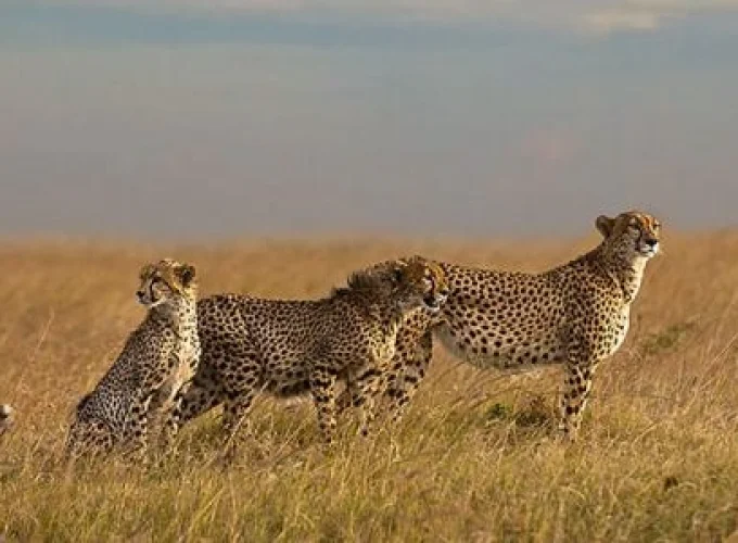 Murchison Falls – Kibale Forest – QE & Lake Mburo (7 Days)
