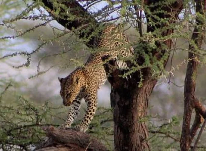 7 Days Cheetah Kenya Safari