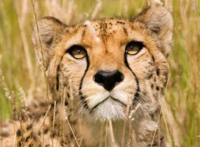 Ngorongoro Extension (2 Nights)