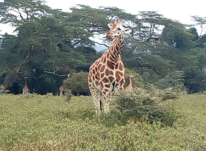 8 Days Samburu, Lake Baringo,& Maasai Mara Safari