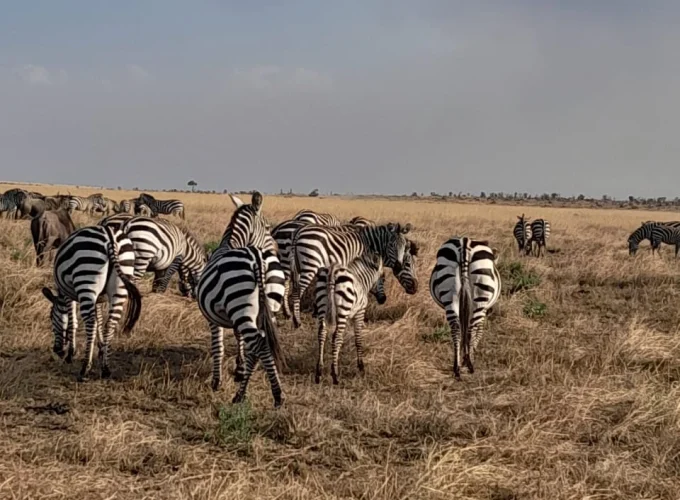 Unforgettable 3 Days Masai Mara Budget Camping Safari