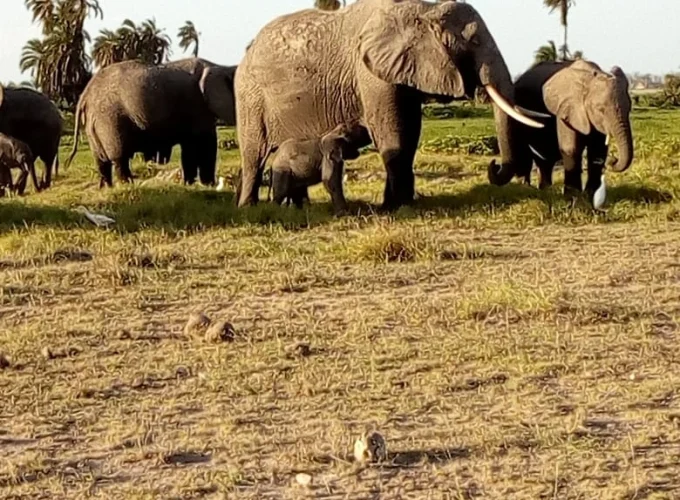 8 Days Safari Madoadoa Kenya