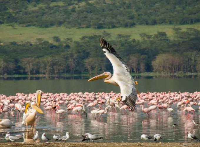 8 Days Kenya Great Lakes Safari