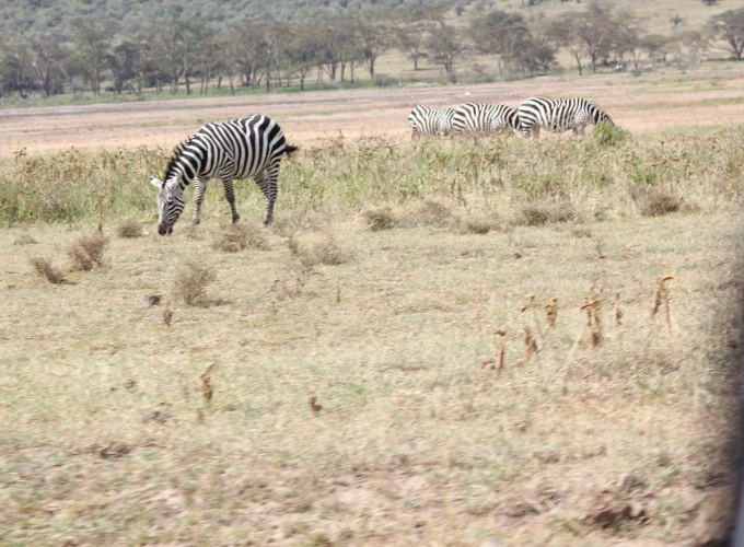 Tanzania Luxury (6 Days)