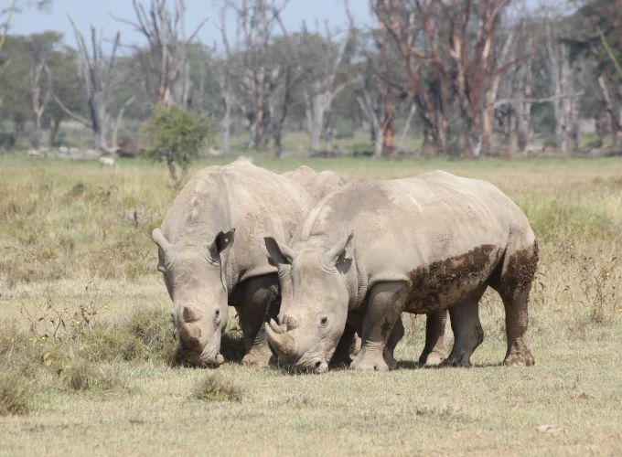 Akegera National Park