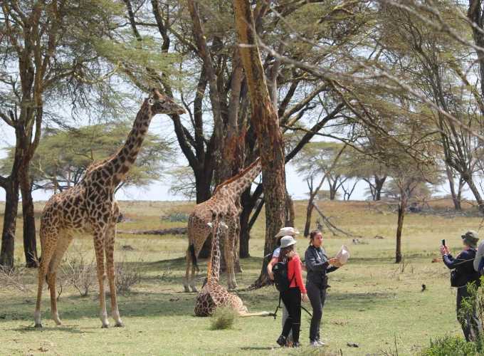masai mara and serengeti