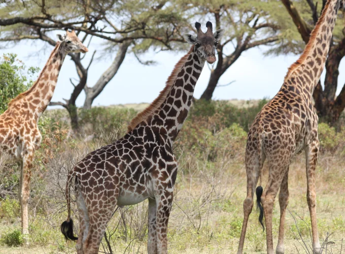 6 Tage Tansania Beyond Safari
