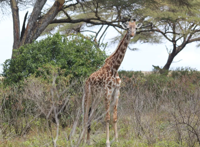 Kenya & Tanzania Safari (13 Days)
