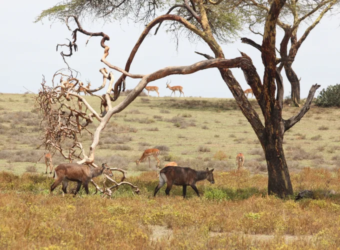 Tanzanie Incentives, réunions et conférences