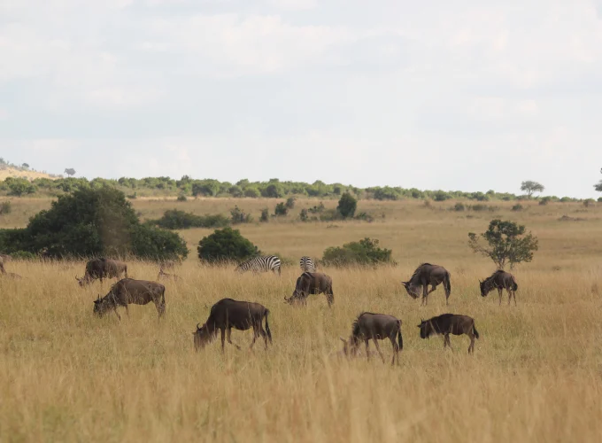 3-daagse Tanzania Vogelsafari