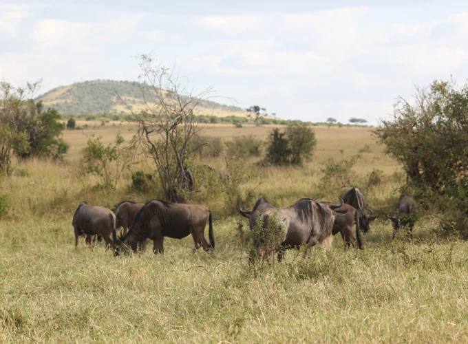 Kenya Safari & Uganda Gorilla Safari (13 Days)