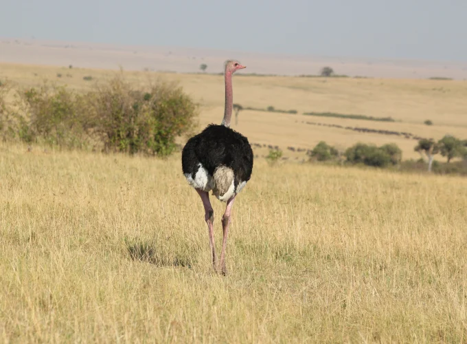 7-daagse vogelsafari in Tanzania