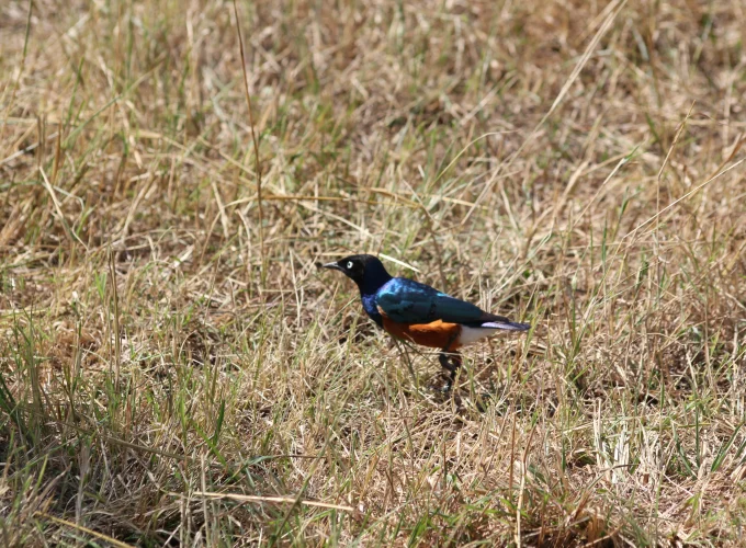 5 jours de safari ornithologique en Tanzanie