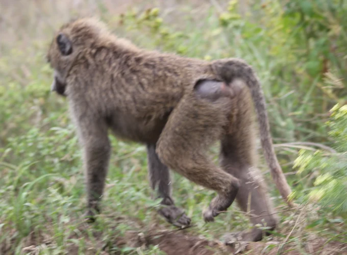 12 Days Kenya Photography Safari