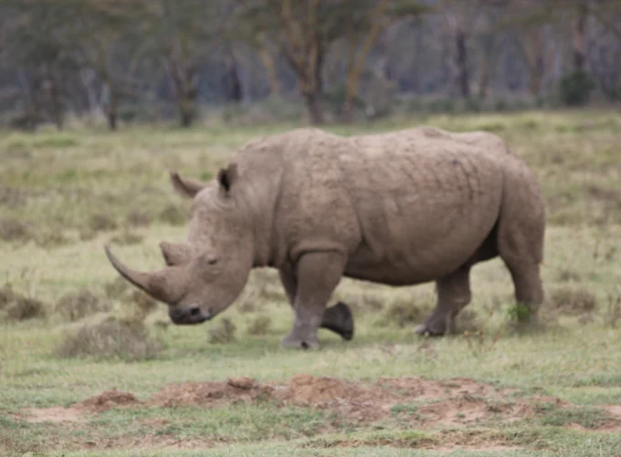 masai mara 4 day safari