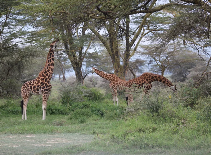 Nairobi City Tour Excursion