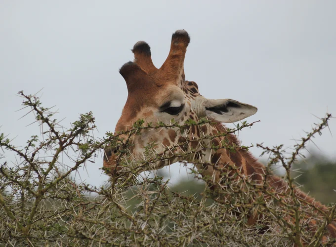 Lake Mburo National Park