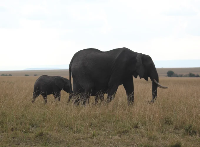 Mwaluganje Elephant Sanctuary