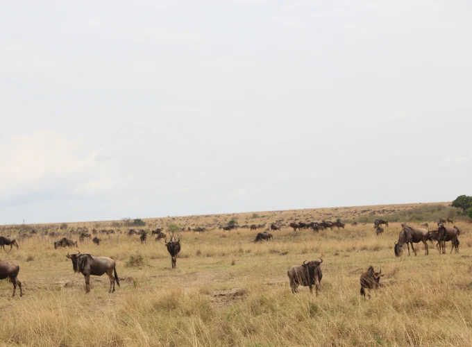6 Days Kenya highlight Wildlife Safari