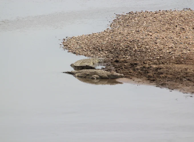 The Mamba Village Crocodile