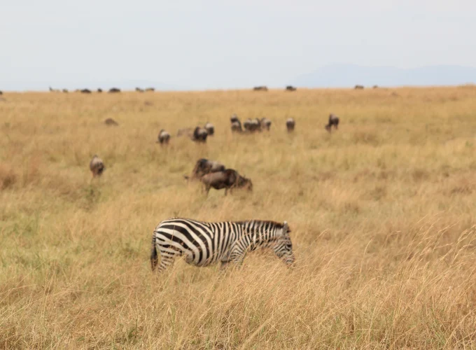 Amboseli Extension (1 Night)