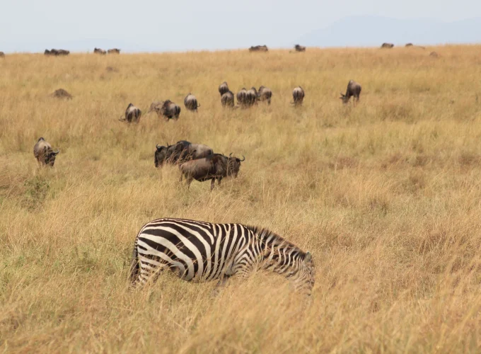 Mkomazi National Park