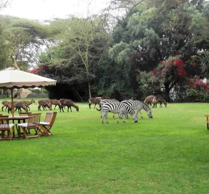 Dias Garden