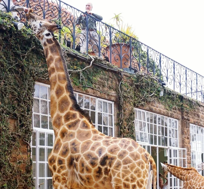 Giraffe Ark Game Lodge