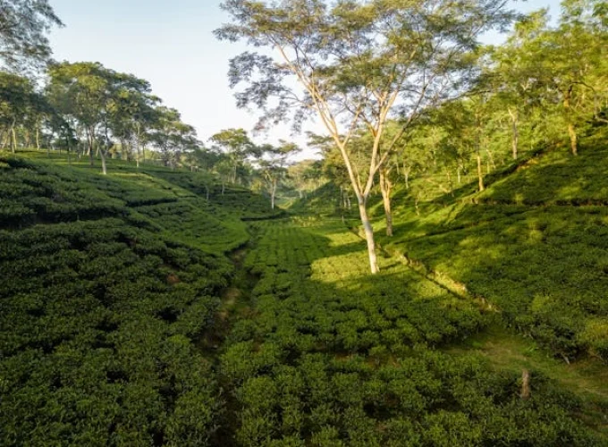 7 Days Kenya Agricultural Tour Option