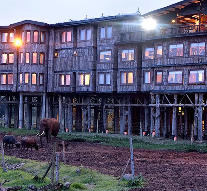 Treetop Lodge