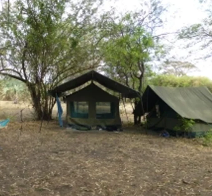 Wild palm camp