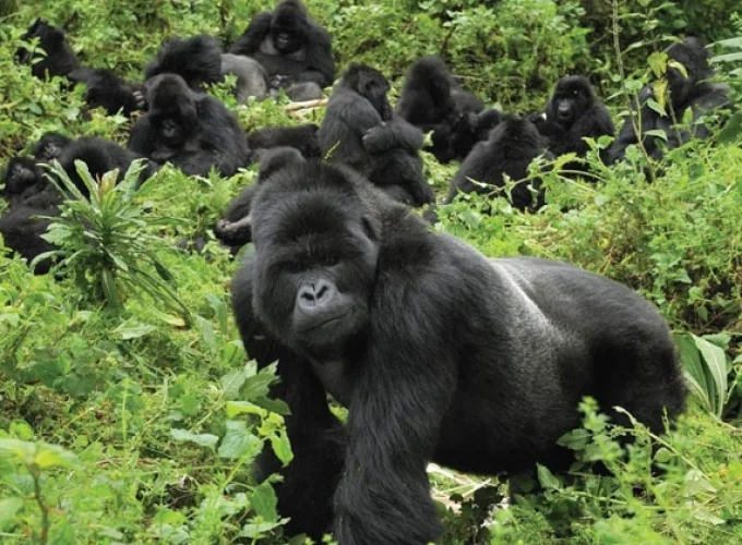 4 أيام أوغندا Mgahinga Gorilla Trek عبر كيغالي