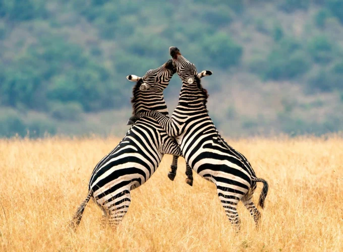 Highlights of Tanzania