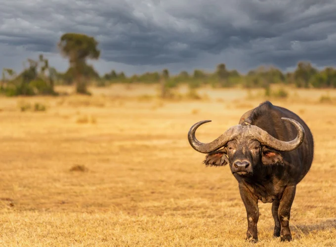 6 Days Spectacular Tanzania Safari