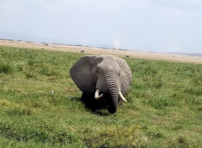 Nyerere National Park