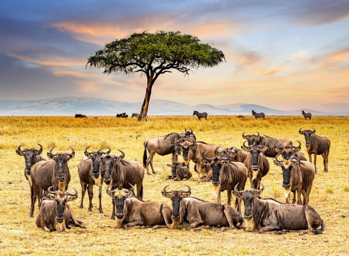 Nyerere National Park