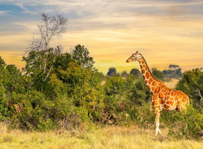 Ruaha National Park