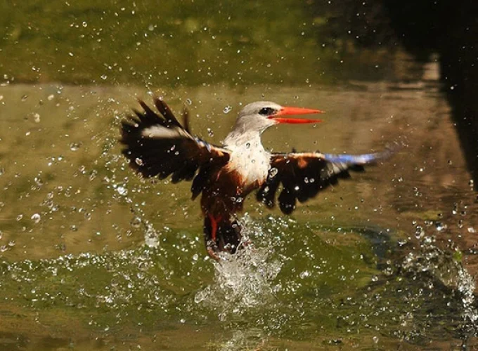 11 Days Kenya Bird-Watching Safari