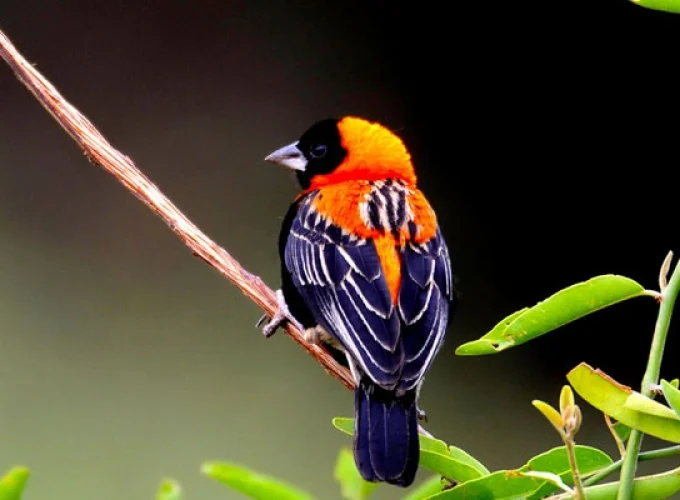 22 Days Kenya Bird-Watching Safari