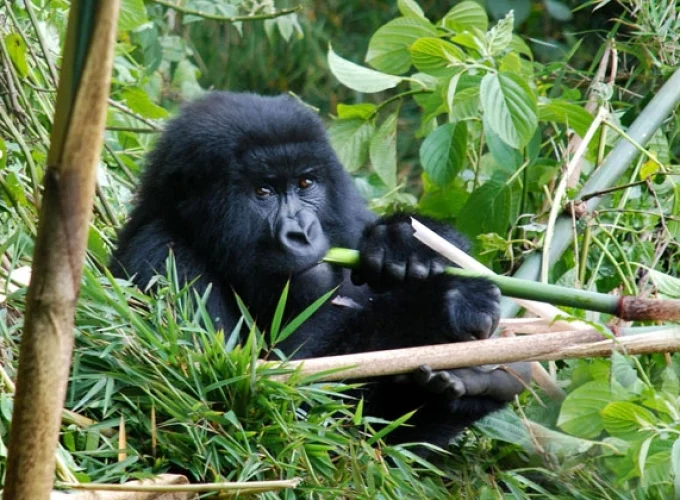 9 Tage Uganda Perle Afrikas