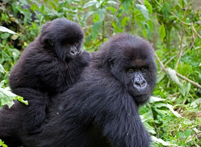 Gorilla Tracking: Bwindi Forest (3 Days)