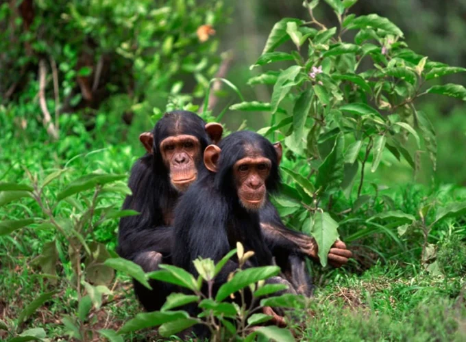 5 Tage Uganda Abenteuersafari