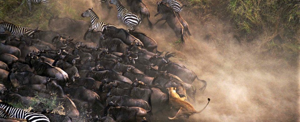 5 Night Kicheche Mara Wilderness Safari
