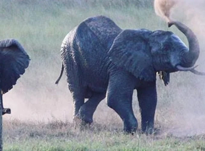 13 Tage Tansania Familiensafari