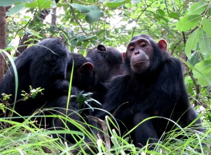 Murchison Falls – Kibale Forest – QE – Gorillas & Lake Mburo (11 days)