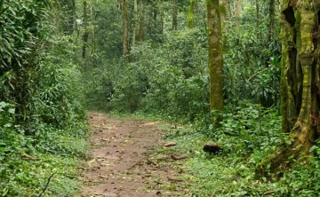 kakamega forest