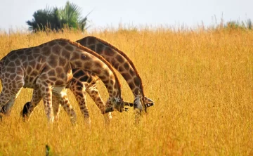affordable kenya and tanzania safari